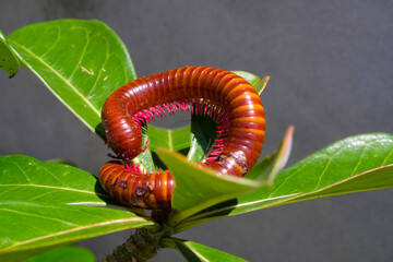Milipede stuck among top of ornamental plants. Millipede creeps along a plant in a pot. Graphic...