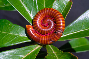 Milipede stuck among top of ornamental plants. Millipede creeps along a plant in a pot. Graphic...