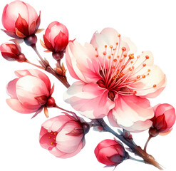 Beautiful spring cherry branch with flowers isolated on a transparent background. Cut out, close-up.
