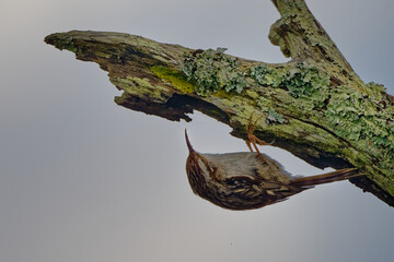 Grimpereau des jardins  - Certhia brachydactyla - passereaux - Certhiidae.