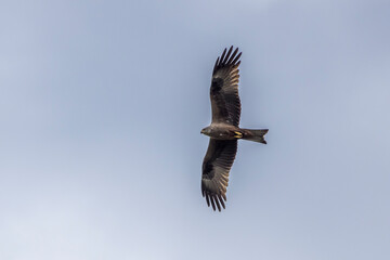Black kite in flight in the blue sky