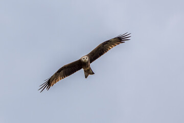 Black kite in flight in the blue sky