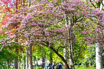 Blüten-Hartriegel im Kurpark von Bad Orb