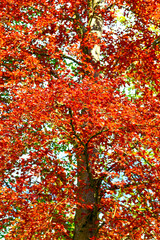 Blutbuche (Fagus sylvatica f. purpurea) im Kurpark von Bad Orb (Hessen)