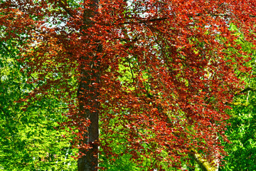 Blutbuche (Fagus sylvatica f. purpurea) im Kurpark von Bad Orb (Hessen)