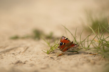 Ein Schmetterling-das Tagpfauenauge