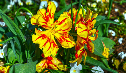 Gefüllte frühe Tulpe 'Monsella' im Kurpark von Bad Orb