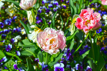 Pfingstrosen-Tulpe im Kurpark von Bad Orb	