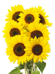 Sonnenblumen Strauß - Sonnenblumenstrauß