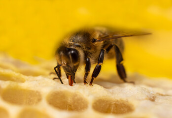 The bees produce wax and cover the honey in the combs with it.