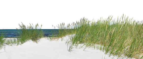 Baltic Sea Beach - Transparent PNG Background