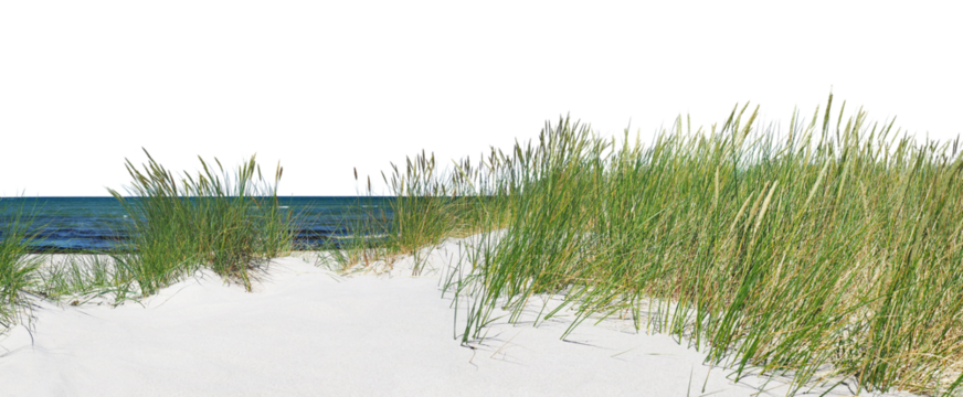 Baltic Sea Beach - Transparent PNG Background