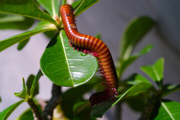 Millipedes and ornamental plants. Millipede creeps along a plant in a pot. Graphic Resources....