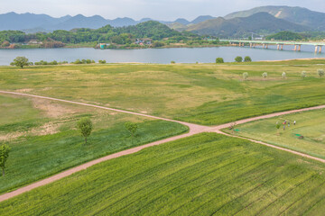 aero drone view. Green Barley Field Scenery of Nakdonggang River in Korea.