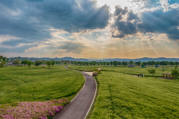aero drone view. Green Barley Field Scenery of Nakdonggang River in Korea.