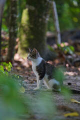 Cat sitting near trees under the shade