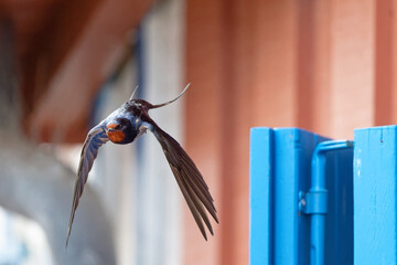 Hirondelle rustique - Hirundo rustica  ©  - Erick M - 