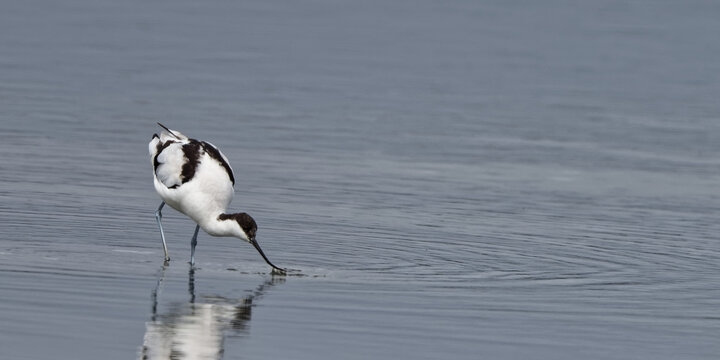 Avocette &eacute;l&eacute;gante - Recurvirostra avosetta -  Recurvirostridae - Recurvirostra - Limicole
 