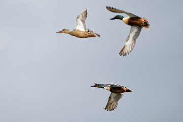 Canard souchet - Spatula clypeata - Anas clypeata,