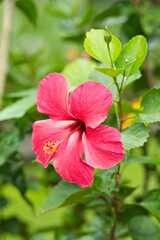 Closeup of red hibiscus flower.