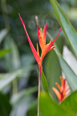closeup of parrot flower, bird of paradise inside the spice garden, Mahe Seychelles.