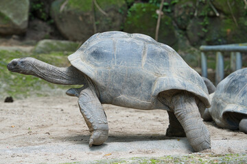 Closeup of the aldabra land giant tortoise inside the botanical garden, Mahe Seychelles 