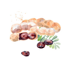 Hand Drawn Watercolor tamarind Fruit. Vector illustration.