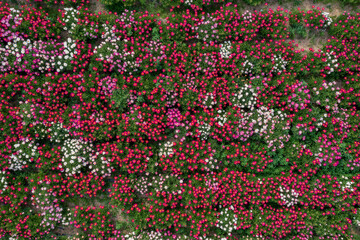aero drone view. Spring scenery of riverside fields filled with various peony flowers. Peony flower scenery of Hotdle Ecological Park in Hapcheon-gun, South Gyeongsang Province, South Korea.