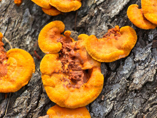 A close-up of large patches of yellow fungi growing on a tree trunk.