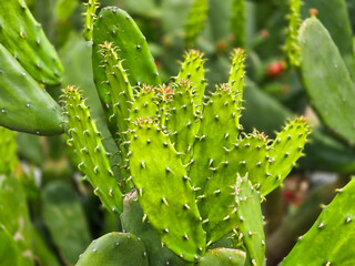 A close-up of the prickly details of a green cactus.