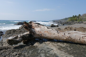 Baumstamm und Fels am Strand an der Küste von Montezuma auf der Halbinsel Nicoya bei Puntaremas in Costa Rica