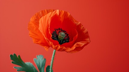   A red flower with a green stem in sharp focus against a solid red backdrop The stem extends into the foreground - Powered by Adobe