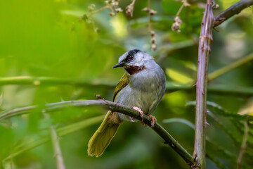 warbler on a branch