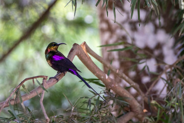 sunbird on a branch