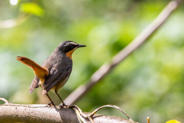 robin on a branch