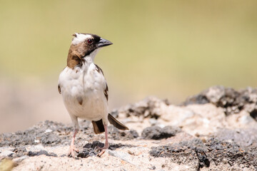 sparrow-weaver at watering hole