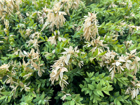 Buxbaum hedge froze after a frosty night in spring