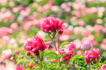 Spring scenery of riverside fields full of various peony flowers of red, pink, orange, and white. Peony flower scenery of Hambak Park, Sancheong, South Korea.