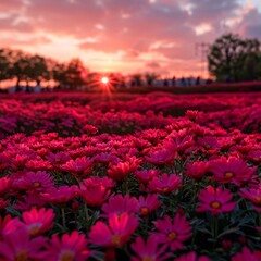 flower background