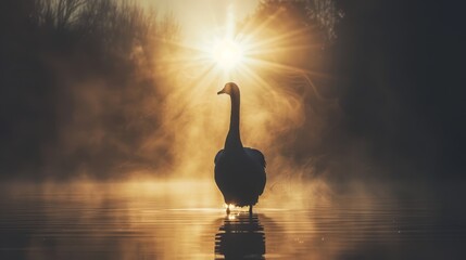   A duck centrally positioned on a body of water, sun illuminating tree-lined backdrop