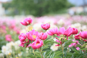 Spring scenery of riverside fields full of various peony flowers of red, pink, orange, and white. Peony flower scenery of Hambak Park, Sancheong, South Korea.