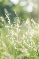 Blades of grass in a meadow softly swaying in the breeze, realistic focus on the textures and play of light