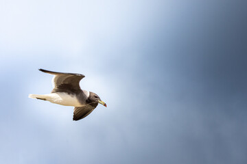 seagull in flight