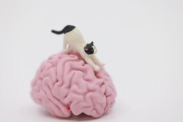 human brain occupied by cat