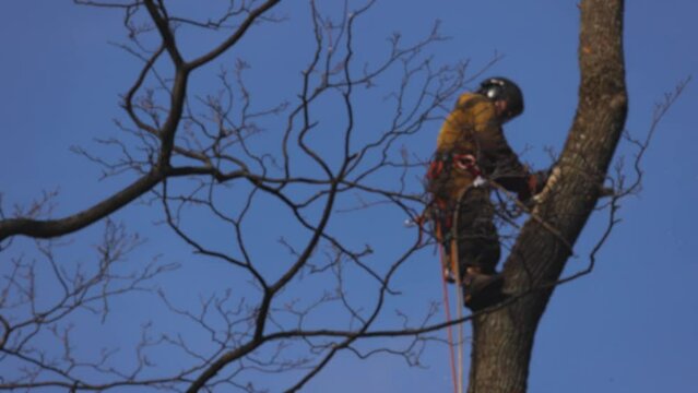 Arborist tree surgeon cutting and trimming tree branches with chainsaw, lumberjack woodcutter in uniform climbing and working on heights, process of tree trunk pruning and sawing on top in sunny day