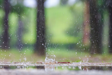 the scenery of the park's walking paths in the spring with trees and flowers wet in the rain