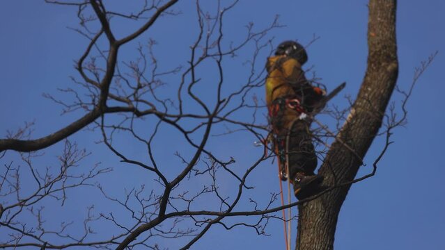 Arborist tree surgeon cutting and trimming tree branches with chainsaw, lumberjack woodcutter in uniform climbing and working on heights, process of tree trunk pruning and sawing on top in sunny day