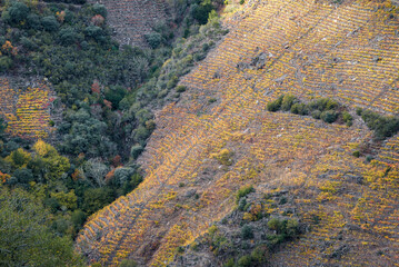 Steep hillside covered with colorful vineyards in the Ribeira Sacra