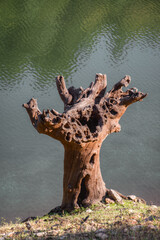 The trunk of an ancient chestnut tree petrified on the banks of a reservoir