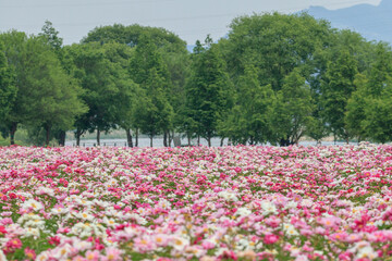 Spring scenery of riverside fields filled with various peony flowers. Peony flower scenery of Hotdle Ecological Park in Hapcheon-gun, South Gyeongsang Province, South Korea.